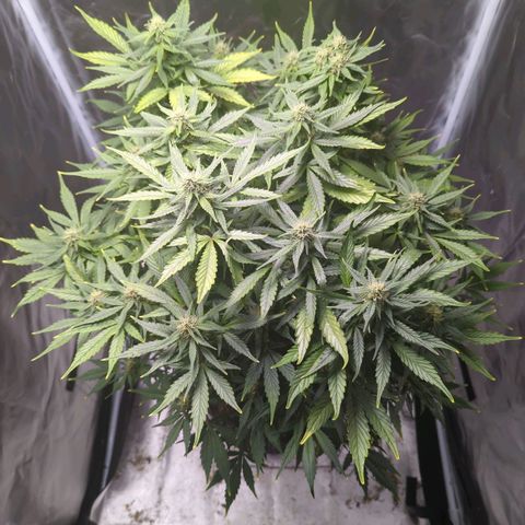 Wedding Cake growlog timeline photo