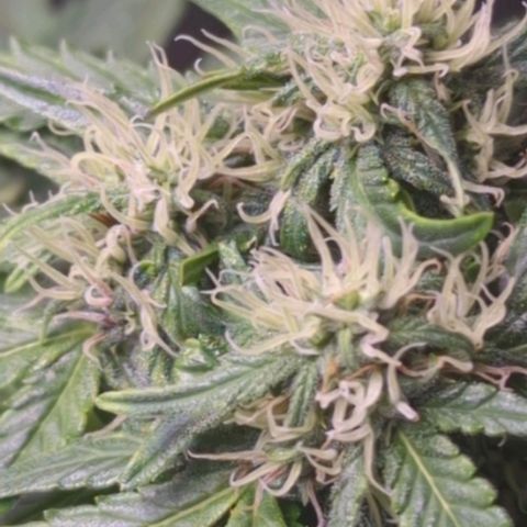 Wedding Cake growlog timeline photo