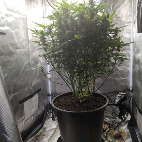 Wedding Cake growlog timeline photo
