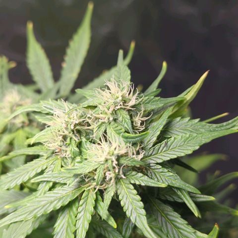 Wedding Cake growlog timeline photo