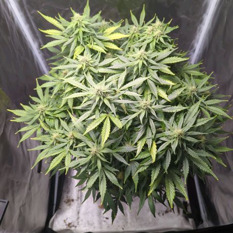 Wedding Cake growlog timeline photo