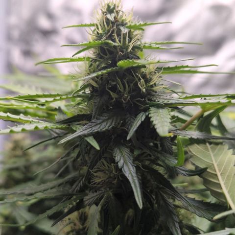 Wedding Cake growlog timeline photo