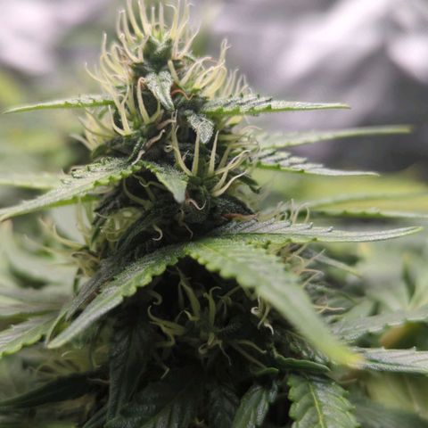 Wedding Cake growlog timeline photo