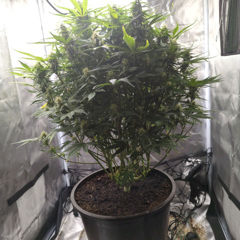 Wedding Cake growlog timeline photo