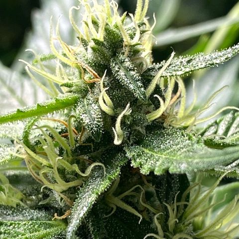 Wedding Cake growlog timeline photo