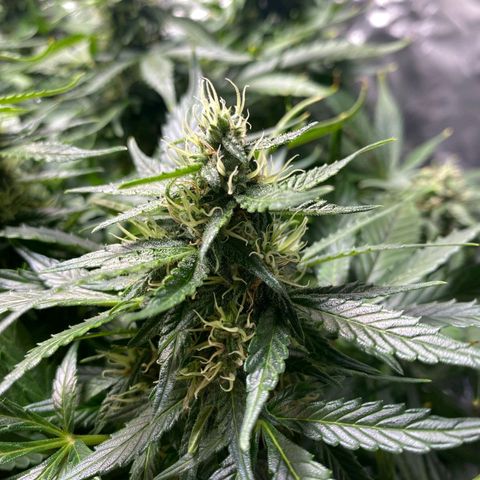 Wedding Cake growlog timeline photo