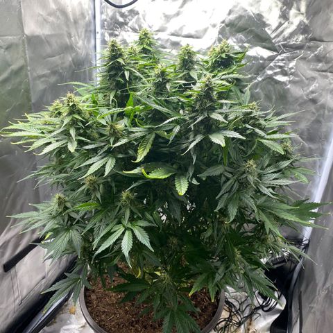 Wedding Cake growlog timeline photo