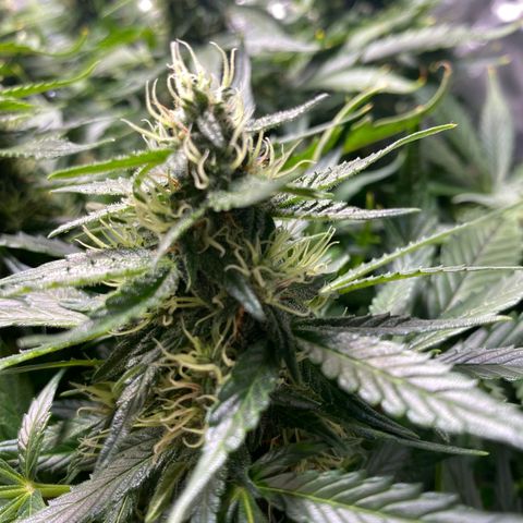 Wedding Cake growlog timeline photo
