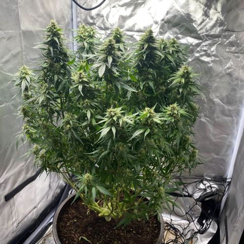 Wedding Cake growlog timeline photo