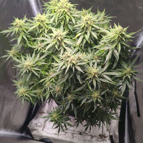 Wedding Cake growlog timeline photo