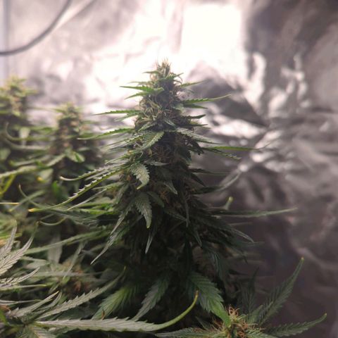 Wedding Cake growlog timeline photo