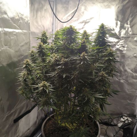 Wedding Cake growlog timeline photo