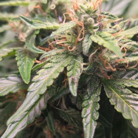Wedding Cake growlog timeline photo