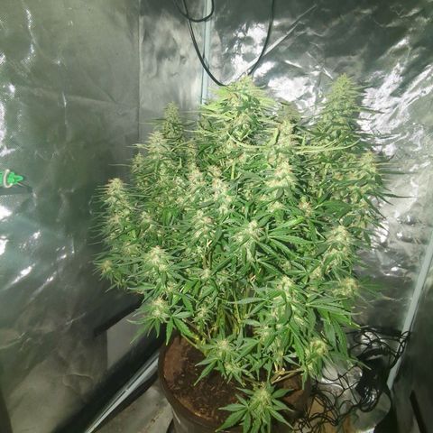 Wedding Cake growlog timeline photo