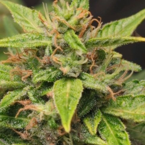 Wedding Cake growlog timeline photo