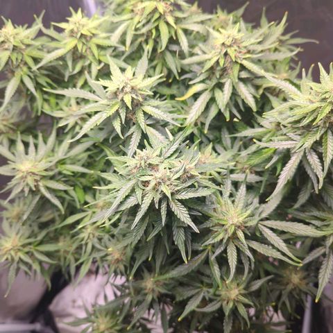 Wedding Cake growlog timeline photo