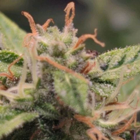 Wedding Cake growlog timeline photo