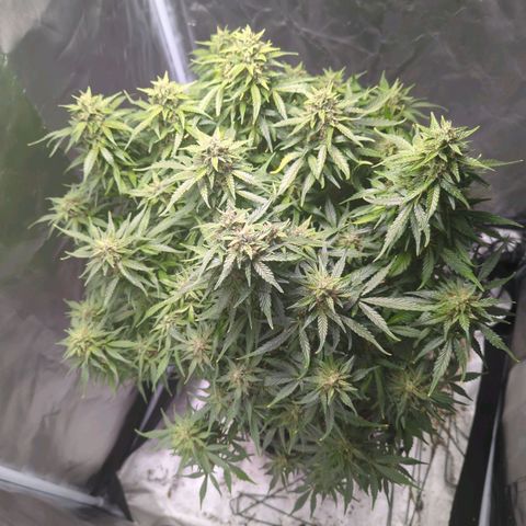 Wedding Cake growlog timeline photo