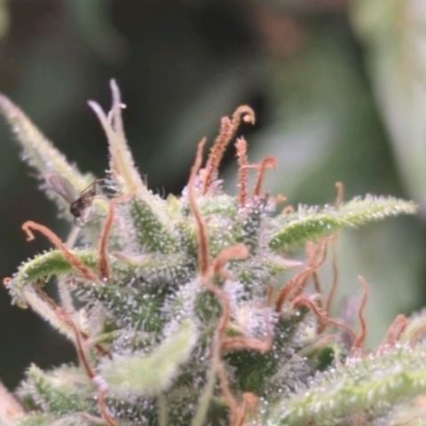 Wedding Cake growlog timeline photo