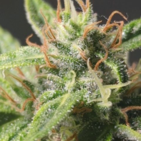 Wedding Cake growlog timeline photo