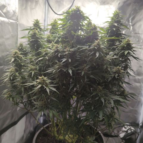 Wedding Cake growlog timeline photo