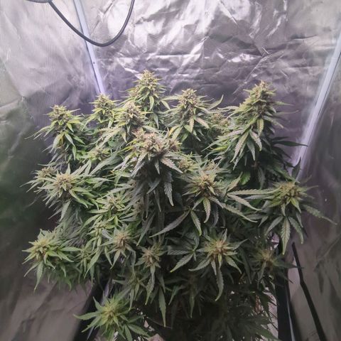 Wedding Cake growlog timeline photo
