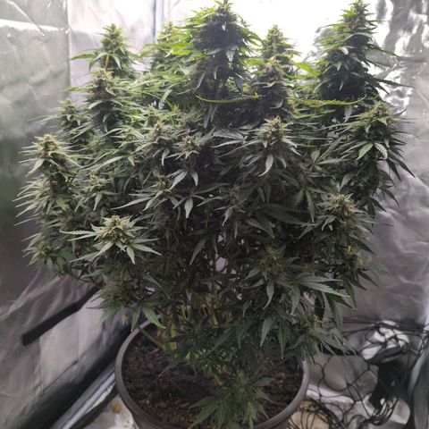 Wedding Cake growlog timeline photo
