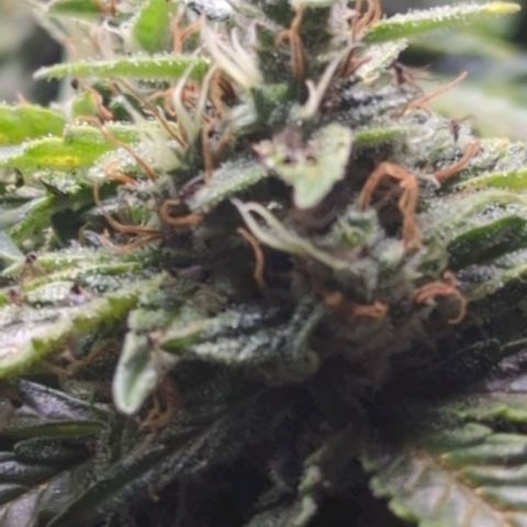 Wedding Cake growlog timeline photo