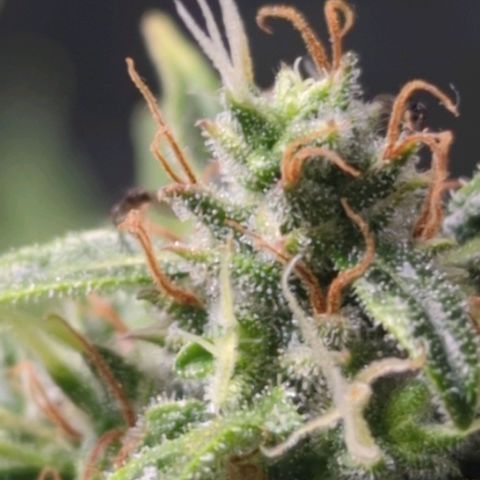 Wedding Cake growlog timeline photo