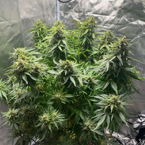 Wedding Cake growlog timeline photo