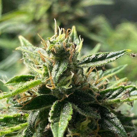 Wedding Cake growlog timeline photo