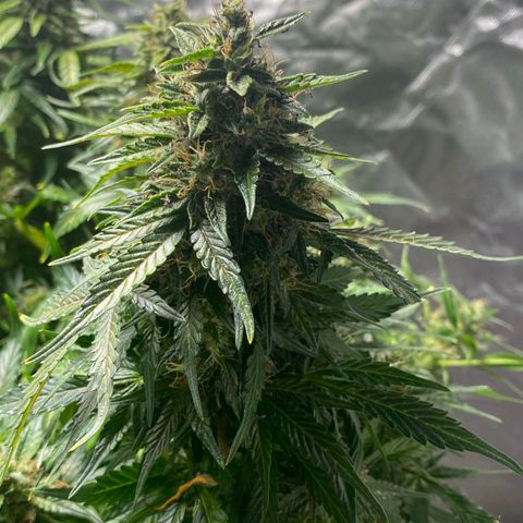 Wedding Cake growlog timeline photo
