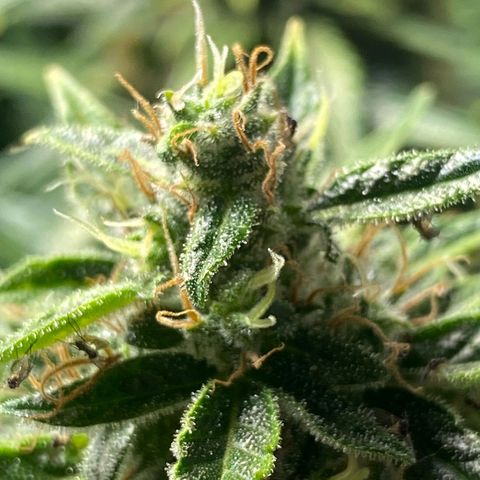 Wedding Cake growlog timeline photo
