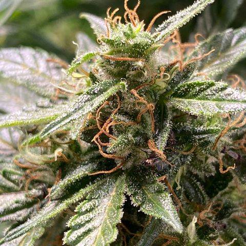 Wedding Cake growlog timeline photo