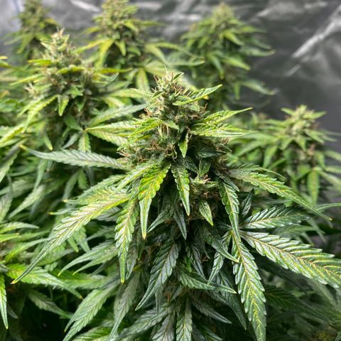 Wedding Cake growlog timeline photo