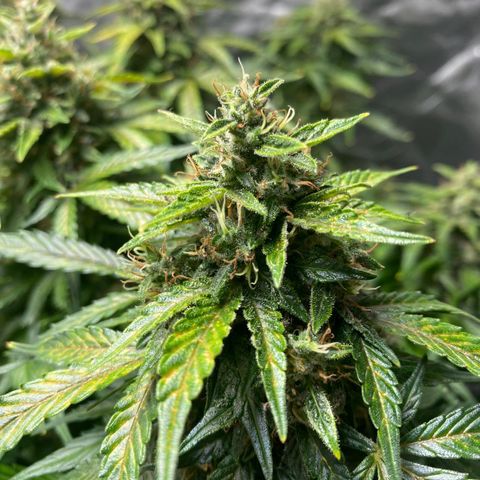 Wedding Cake growlog timeline photo