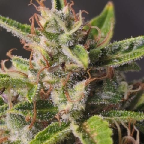 Wedding Cake growlog timeline photo