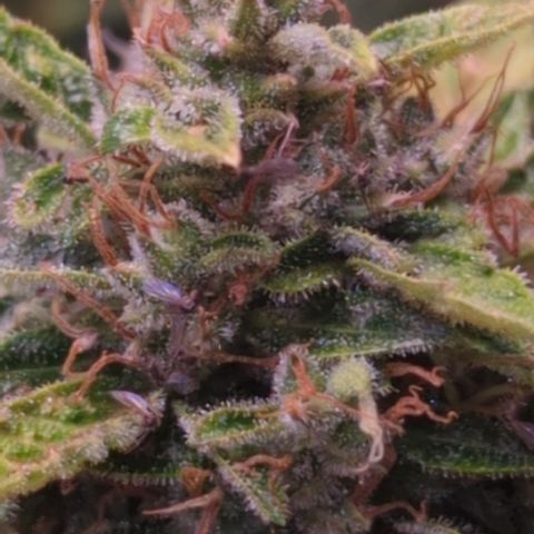 Wedding Cake growlog timeline photo