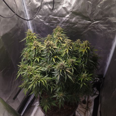 Wedding Cake growlog timeline photo