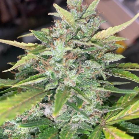 Wedding Cake growlog timeline photo