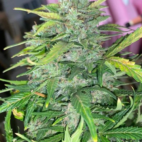Wedding Cake growlog timeline photo