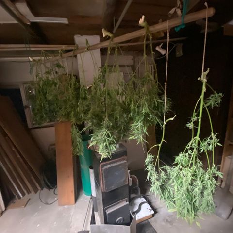Wedding Cake growlog timeline photo