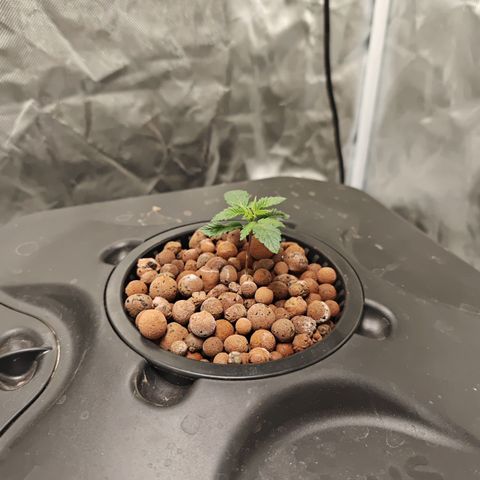 Cosmic Cheddar F1 growlog timeline photo
