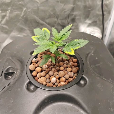 Cosmic Cheddar F1 growlog timeline photo