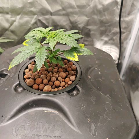 Cosmic Cheddar F1 growlog timeline photo
