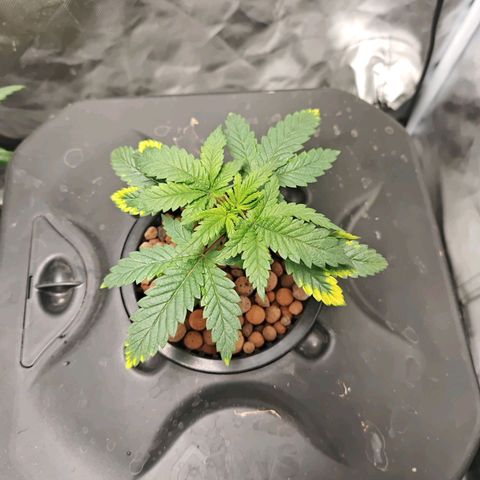 Cosmic Cheddar F1 growlog timeline photo