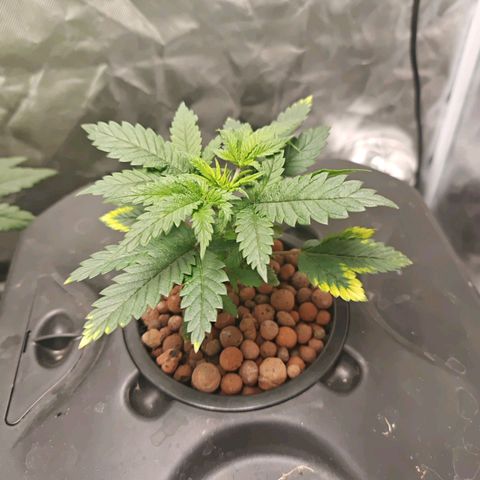 Cosmic Cheddar F1 growlog timeline photo
