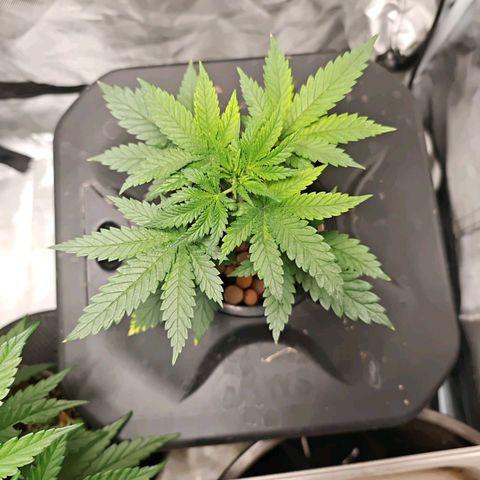 Cosmic Cheddar F1 growlog timeline photo
