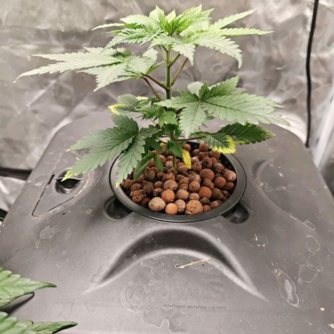 Cosmic Cheddar F1 growlog timeline photo