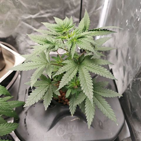 Cosmic Cheddar F1 growlog timeline photo